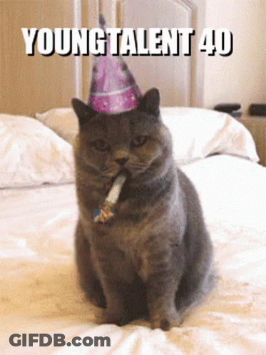 Cat In Party Hat On Bed Young Talent 40 GIF