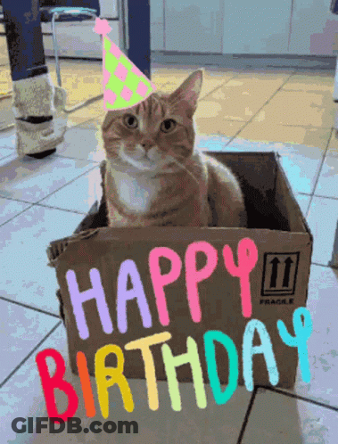 Cat In Party Hat Sitting In Birthday Box GIF