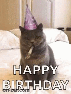 Cat In Party Hat Smoking Cigarette GIF