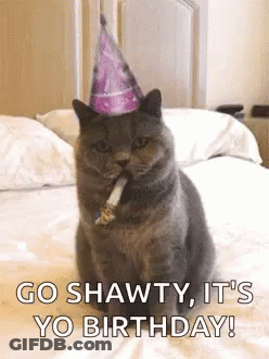 Cat In Party Hat Smoking Says Go Shawty Its Yo Birthday GIF