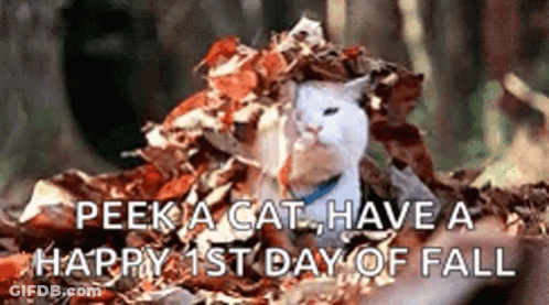 Cat In Pile Of Leaves Peek A Cat Happy 1St Day Of Fall GIF