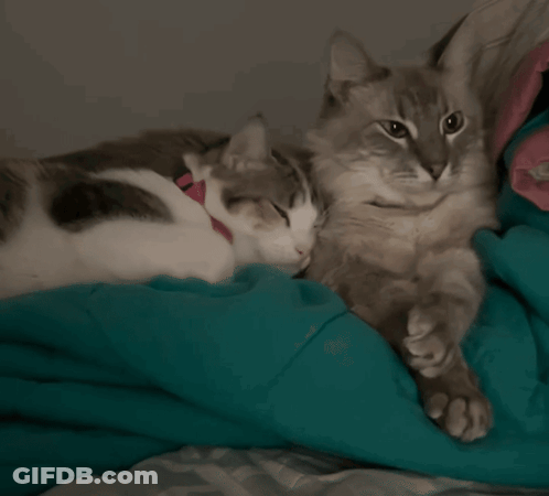 Cat In Pink Collar Laying Next To Another Cat GIF