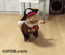 Cat In Pirate Costume Holding Sword GIF
