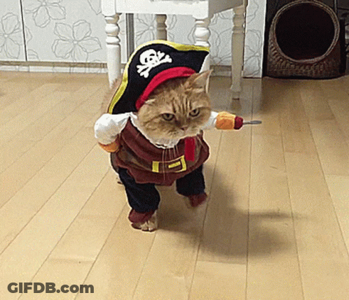 Cat In Pirate Costume Walking On Wooden Floor GIF