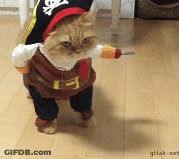 Cat In Pirate Costume With Sword GIF