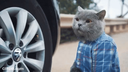 Cat In Plaid Shirt In Front Of Volkswagen Wheel GIF