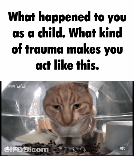 Cat In Plastic Bag What Happened To You As A Child What Kind Of Trauma Makes You Act Like This GIF