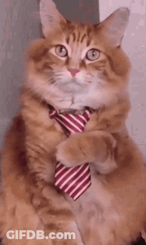 Cat In Red And White Striped Tie Says It Makes You Look Very Handsome GIF