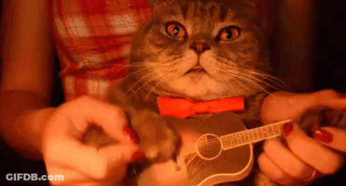 Cat In Red Bow Tie Holding Guitar GIF