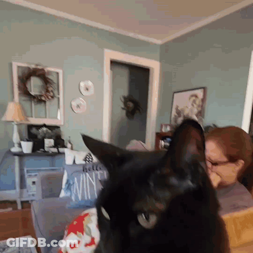 Cat In Red White And Blue Scarf Saying Happy 4Th Of July GIF