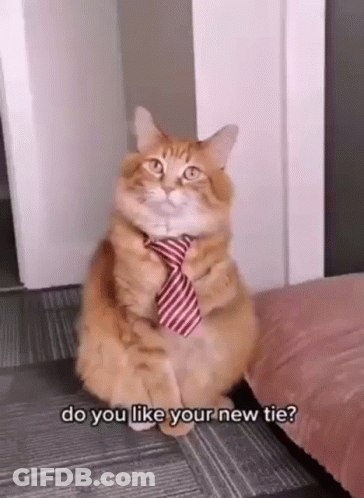 Cat In Red White Striped Tie On Couch GIF