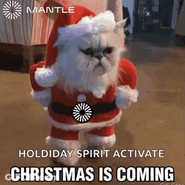 Cat In Santa Costume Standing In Room GIF