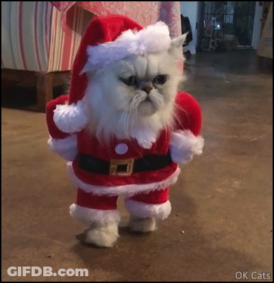 Cat In Santa Costume GIF
