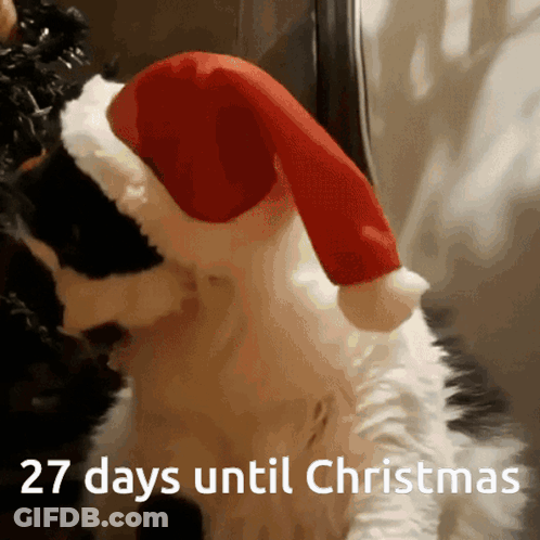 Cat In Santa Hat 27 Days Until Christmas GIF
