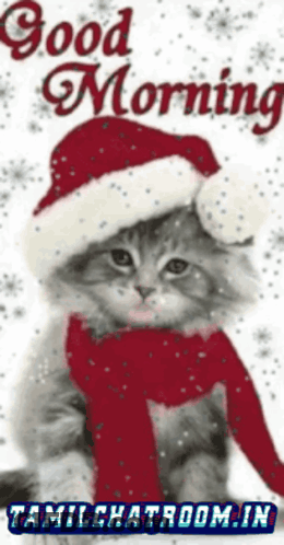Cat In Santa Hat And Scarf GIF