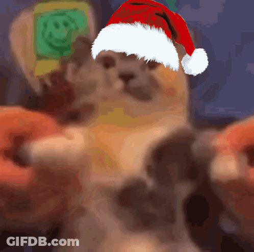 Cat In Santa Hat Taking Selfie GIF