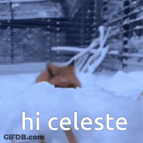 Cat In Snow Saying Hi Celeste GIF