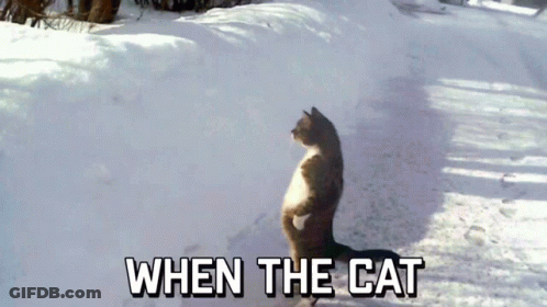 Cat In Snow When The Cat GIF