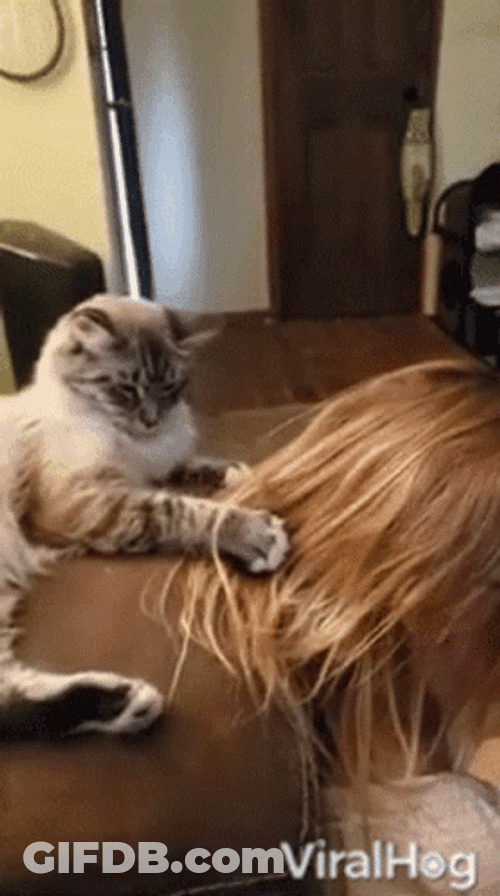 Cat In Sofa Pull Hair GIF