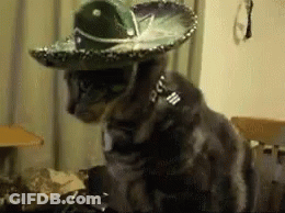 Cat In Sombrero And Collar GIF