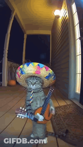 Cat In Sombrero Holding Guitar On Porch GIF