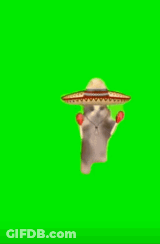 Cat In Sombrero Holding Maracas GIF