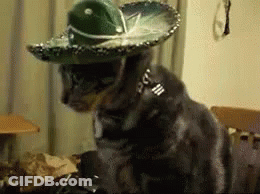 Cat In Sombrero Sitting On Couch GIF