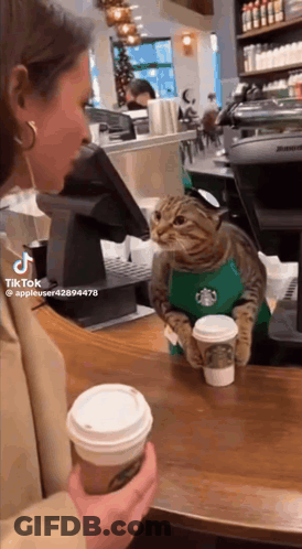 Cat In Starbucks Apron At Counter GIF