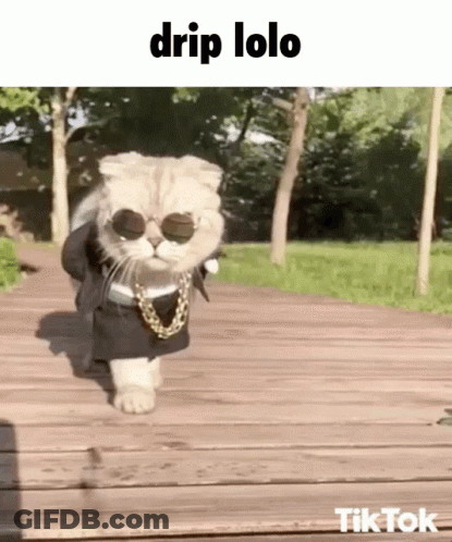 Cat In Sunglasses And Chain Walking With Caption Drip Lolo GIF