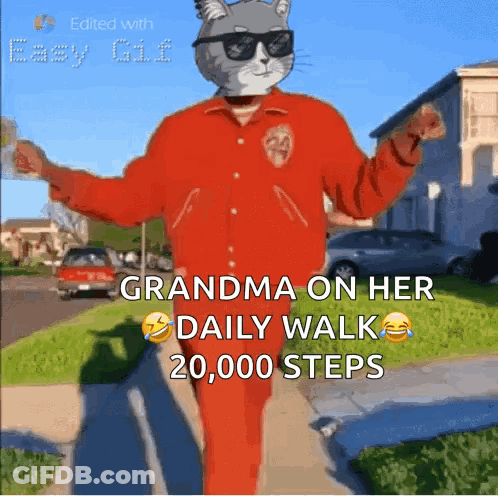 Cat In Sunglasses And Red Jacket Grandma Daily Walk 20000 Steps GIF