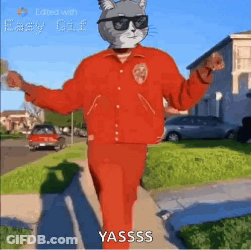 Cat In Sunglasses And Red Jacket Walking GIF