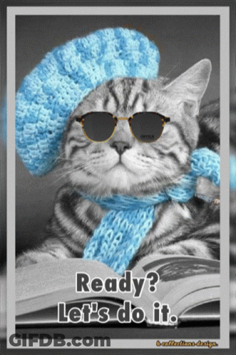 Cat In Sunglasses And Scarf Ready Let's Do It GIF
