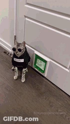 Cat In Sunglasses And Security Vest At Cat Club GIF