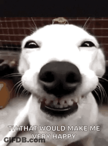 Cat In Sunglasses Holding Coffee Saying Good Morning Everyone GIF