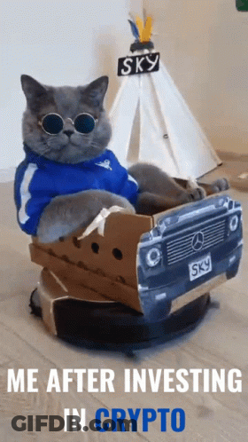 Cat In Sunglasses Sitting In Mercedes Box GIF