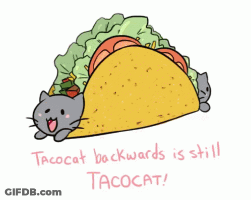 Cat In Taco Tacocat Backwards Is Still Tacocat GIF