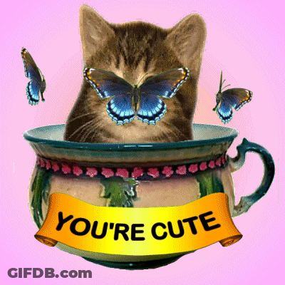 Cat In Teacup With Butterfly And 'You're Cute' Banner GIF
