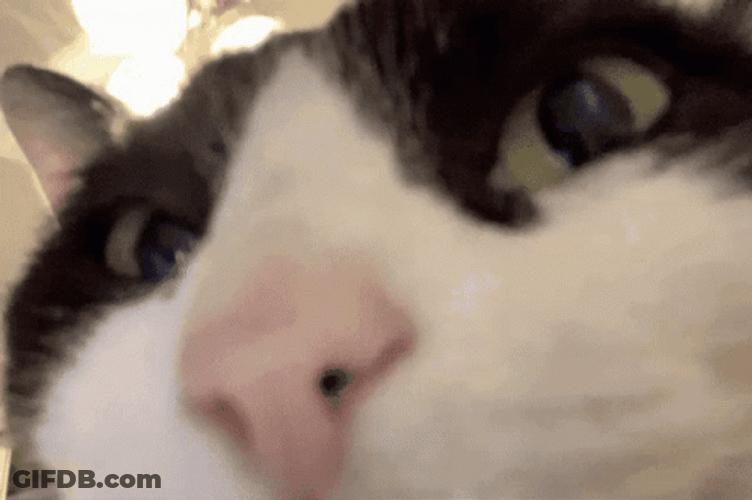 Cat In The Club GIF