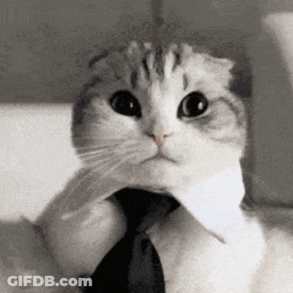 Cat In Tie And White Shirt GIF