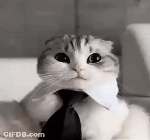 Cat In Tie And White Shirt GIF