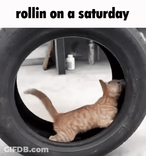 Cat In Tire Rollin On A Saturday GIF