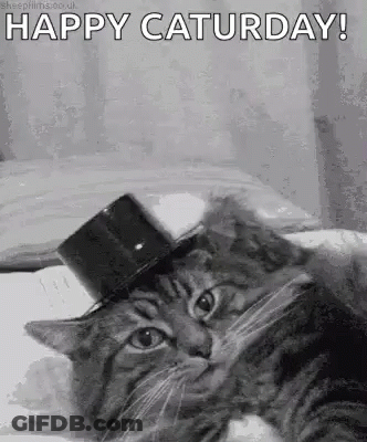 Cat In Top Hat Lying On Bed Happy Saturday GIF