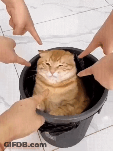 Cat In Trash Can Surrounded By People's Hands GIF
