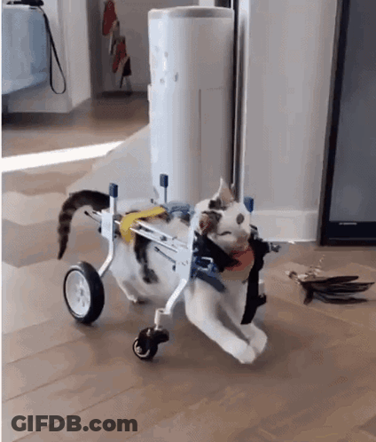 Cat In Wheelchair Running GIF