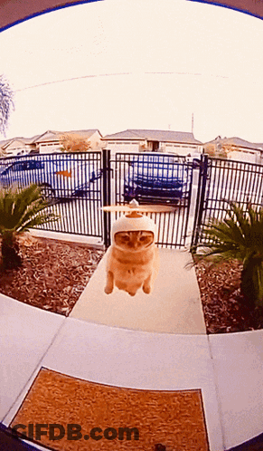 Cat In White Hat Flying GIF