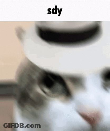 Cat In White Hat GIF