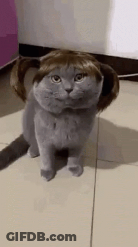 Cat In Wig Pigtails On Tiled Floor GIF