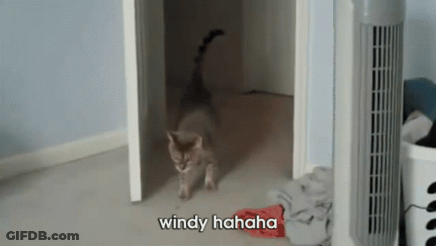 Cat In Windy Fan GIF