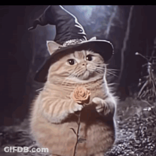 Cat In Witch Hat Holding Rose GIF