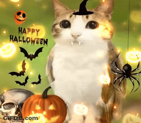 Cat In Witch Hat Surrounded By Pumpkins Bats Spiders Happy Halloween GIF